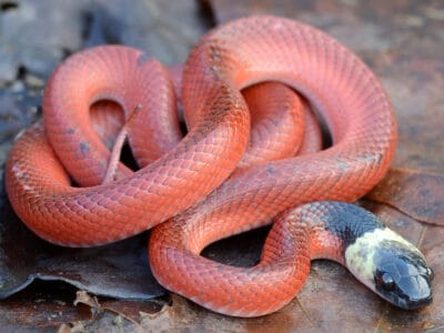A Mussurana Snake