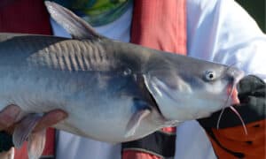 Wow! The Largest Blue Catfish Ever Caught in California Picture