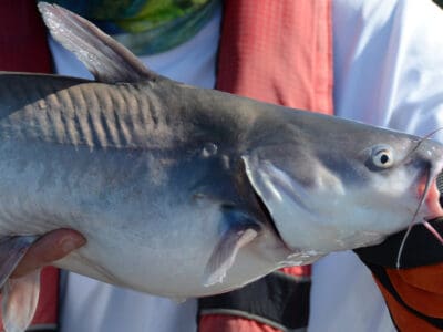 A Wow! The Largest Blue Catfish Ever Caught in California