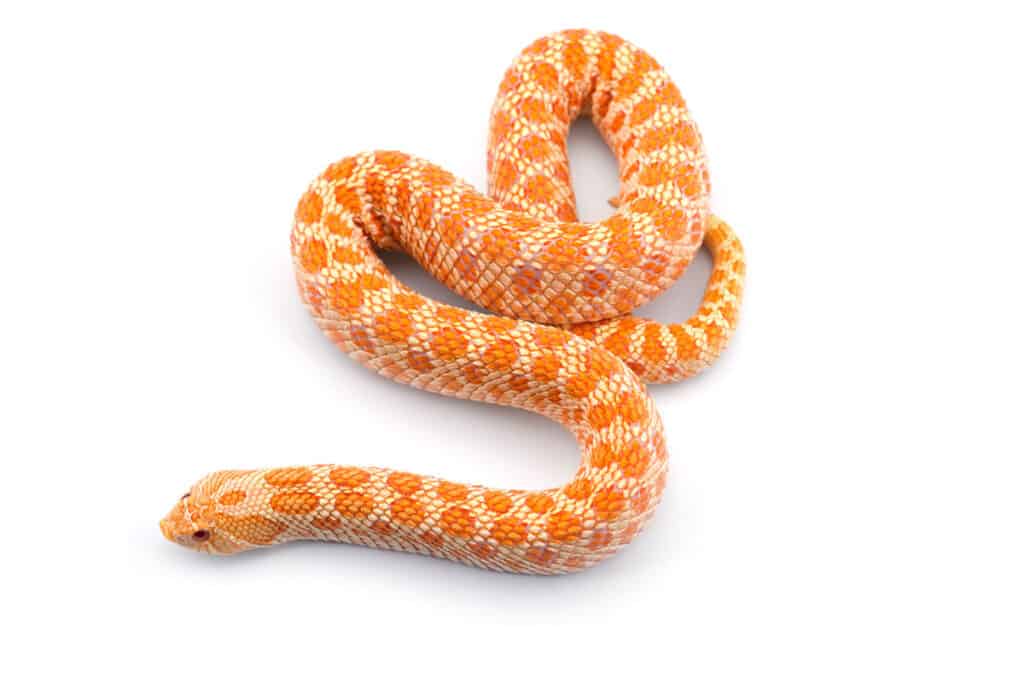 8 Orange Snakes In Florida - A-Z Animals