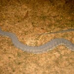 Arafura file snake