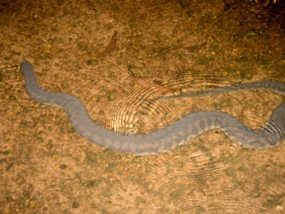 A Arafura File Snake