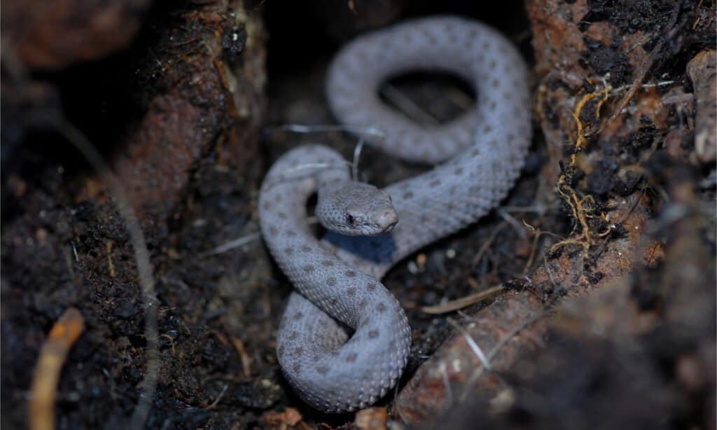 A juvenile twin-spotted rattlesnake from southern Arizona.
