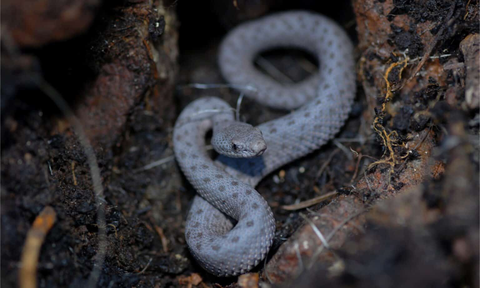 Do Baby Rattlesnakes Have Rattles? - A-Z Animals