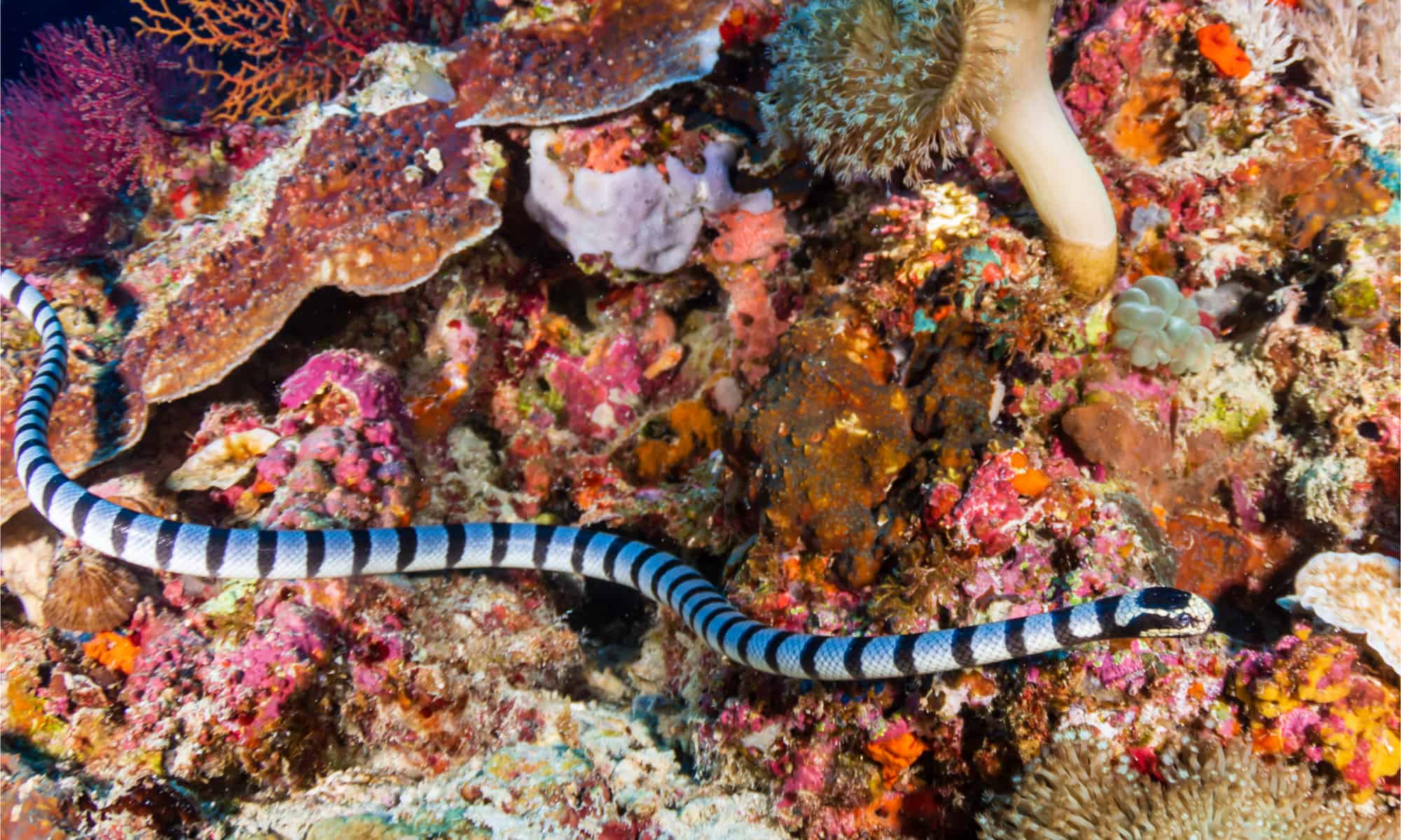 Snorkeling Grandmothers Discover Rare Venomous Sea Snakes - ON PURPOSE ...