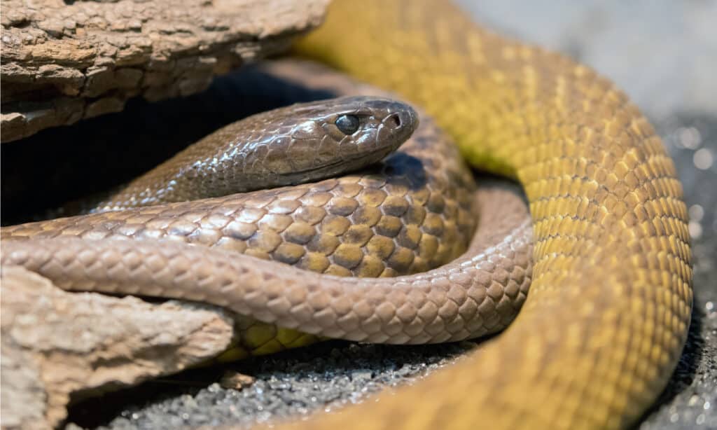 coastal taipan bite