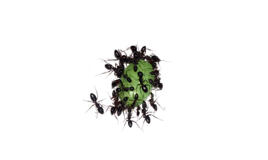 Asian Needle Ants
