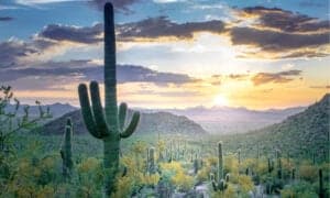 Discover the Largest Cactus In The World Picture
