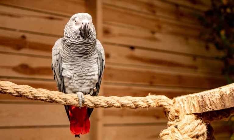 Congo african grey parrot