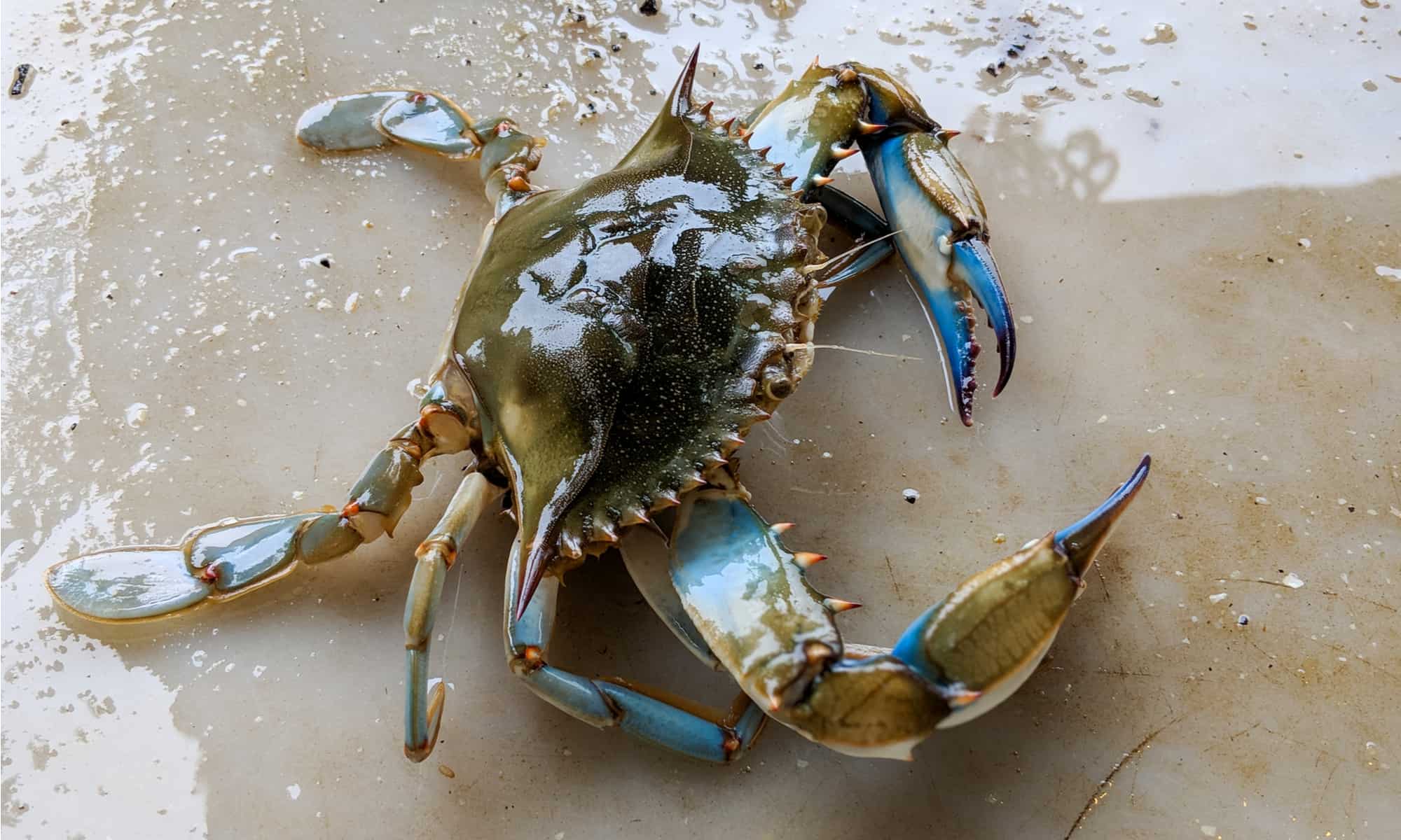 blue crab vs snow crab