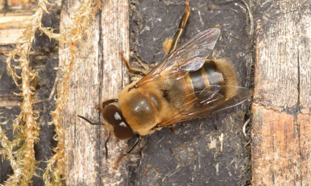 Big drone bee