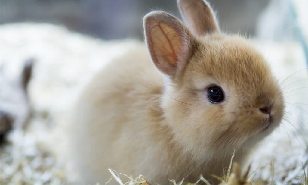 Brown Netherland dwarf rabbit