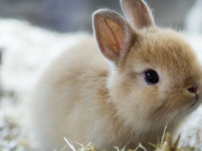 A Netherland Dwarf Rabbit