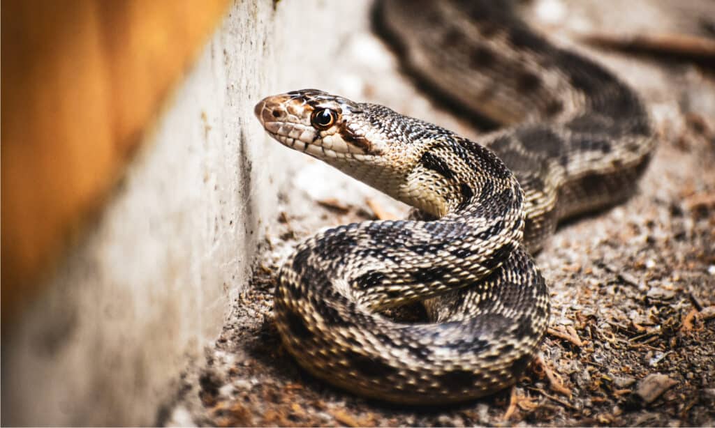 Gopher snakes are the most common nonvenomous snake in Arizona
