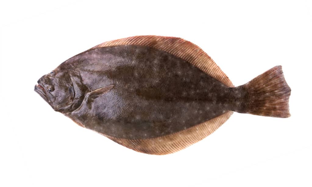 Flounder - Isolated on white