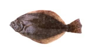 Sole vs Flounder: How Are They Different? Picture