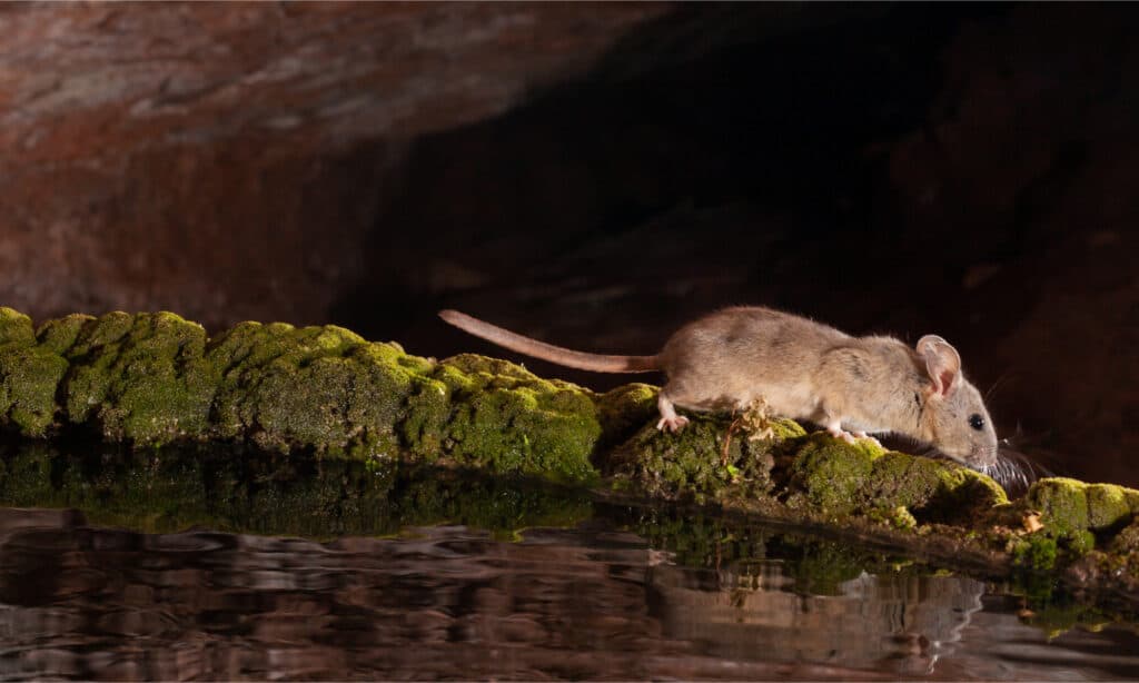 A white throated woodrat