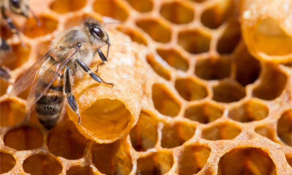 Bees and queen bees larvae on honeycomb