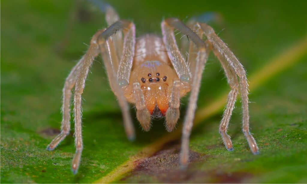 Long legged Sac Spider 