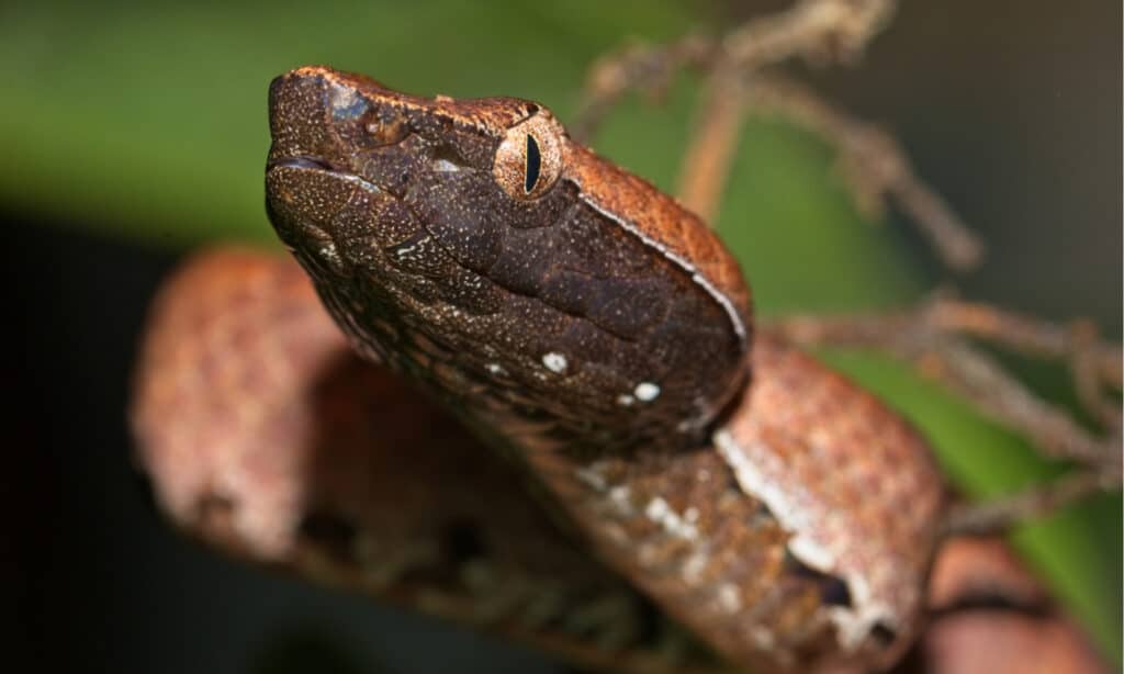 Deadliest Animals - Hump Nosed Viper 