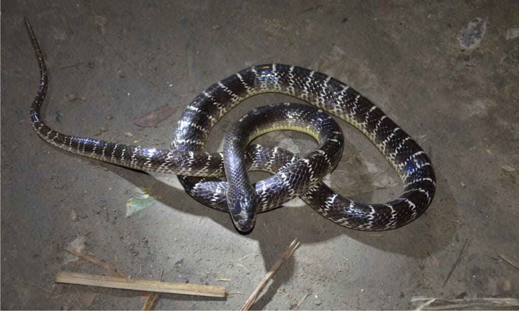 The king cobra, despite being called a “cobra,” isn't actually a member of  the Naja genus, or the “true cobra”…