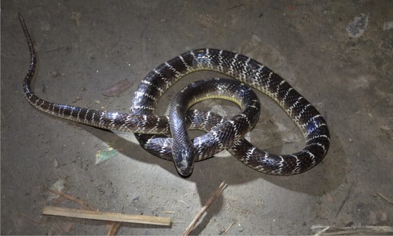 Deadliest Snakes - Common Krait