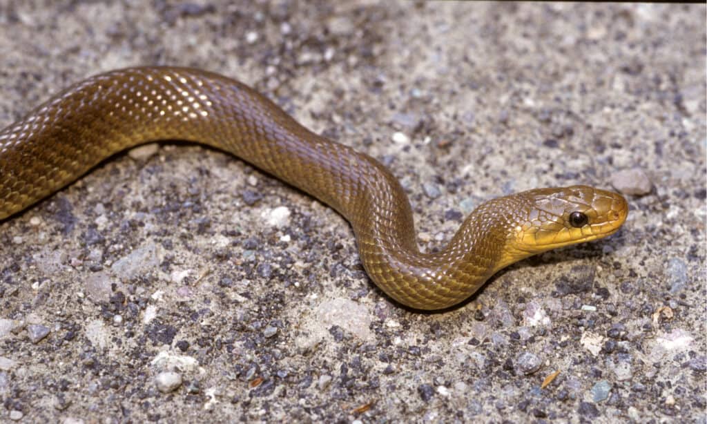 aesculapian snake