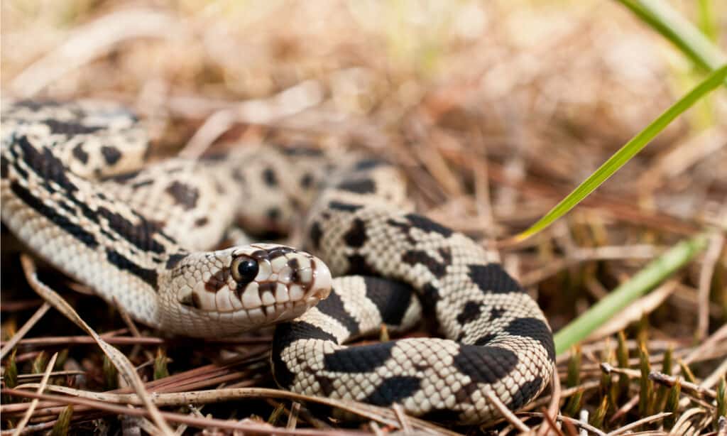 Northern pine snake (Pituophis melanoleucas)