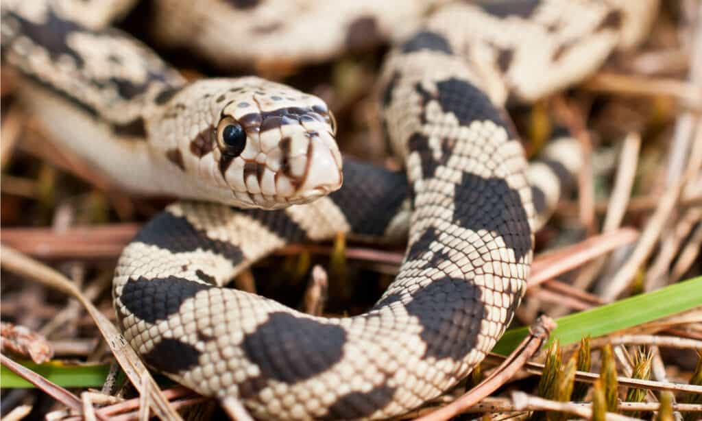 pine snake