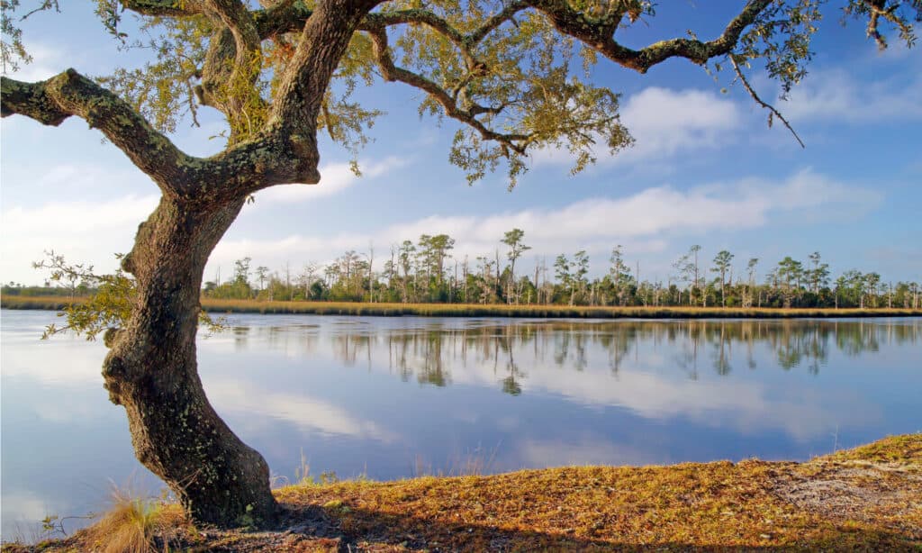 Longest Rivers in Florida - Ochlockonee River