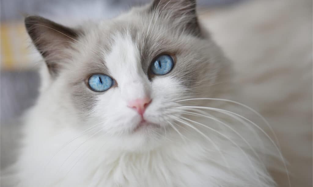 blue eyes lilac hair