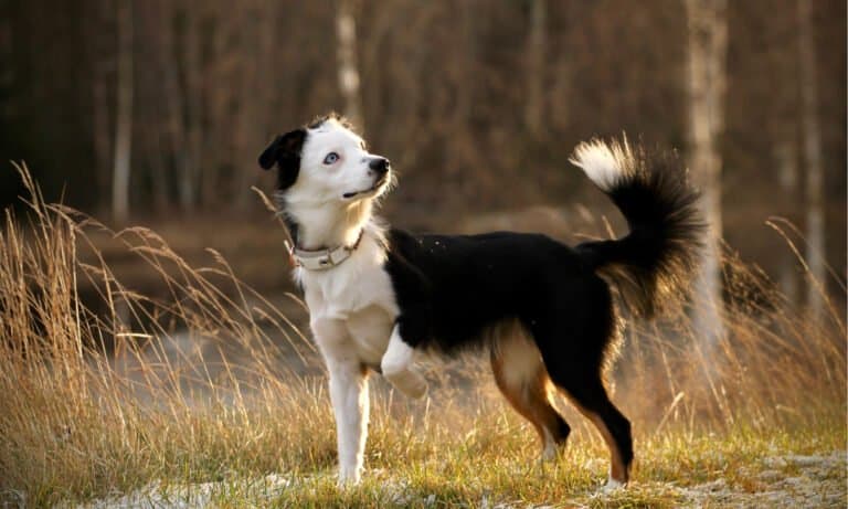 american shepherd vs australian shepherd
