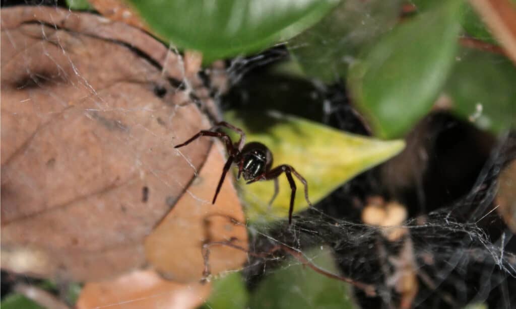 Grey House Spider (Badumna longinqua)