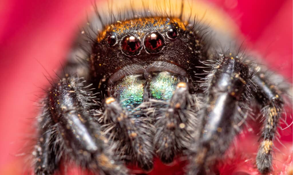 Apache Jumping Spider - Close Up