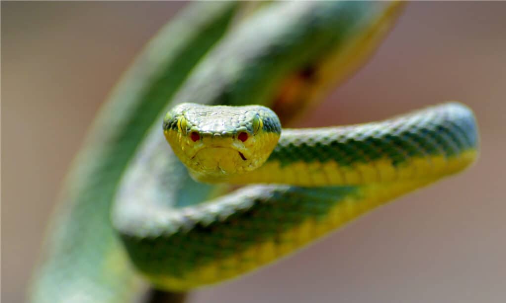 Bamboo Pit Viper