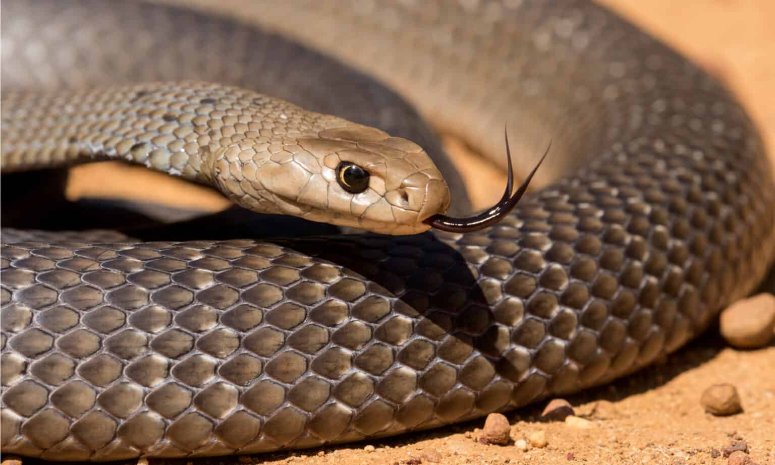 Eastern Brown Snake Bite: Why it has Enough Venom to Kill 58 Humans ...