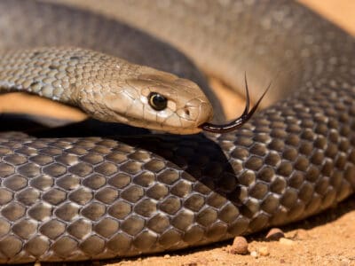 A Eastern Brown Snake