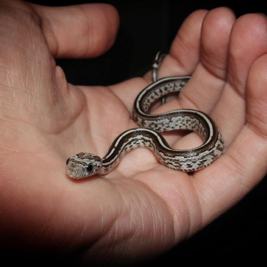 baby corn snake colors