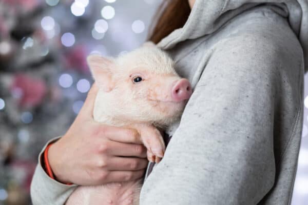 Cute newborn cub of mini pig sitting on human's hands