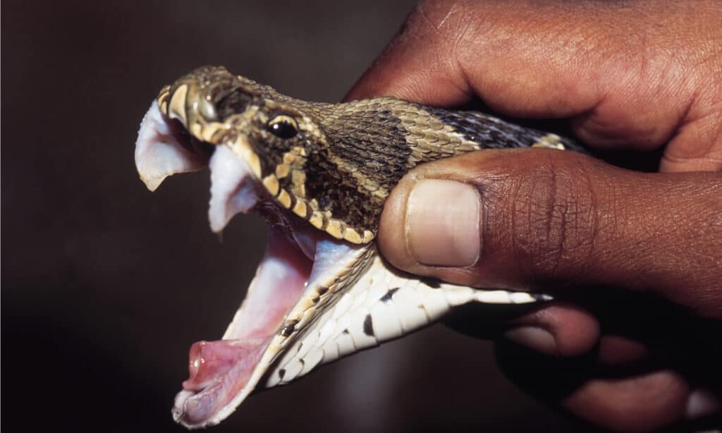 Most Venomous Snakes - Russell's Viper