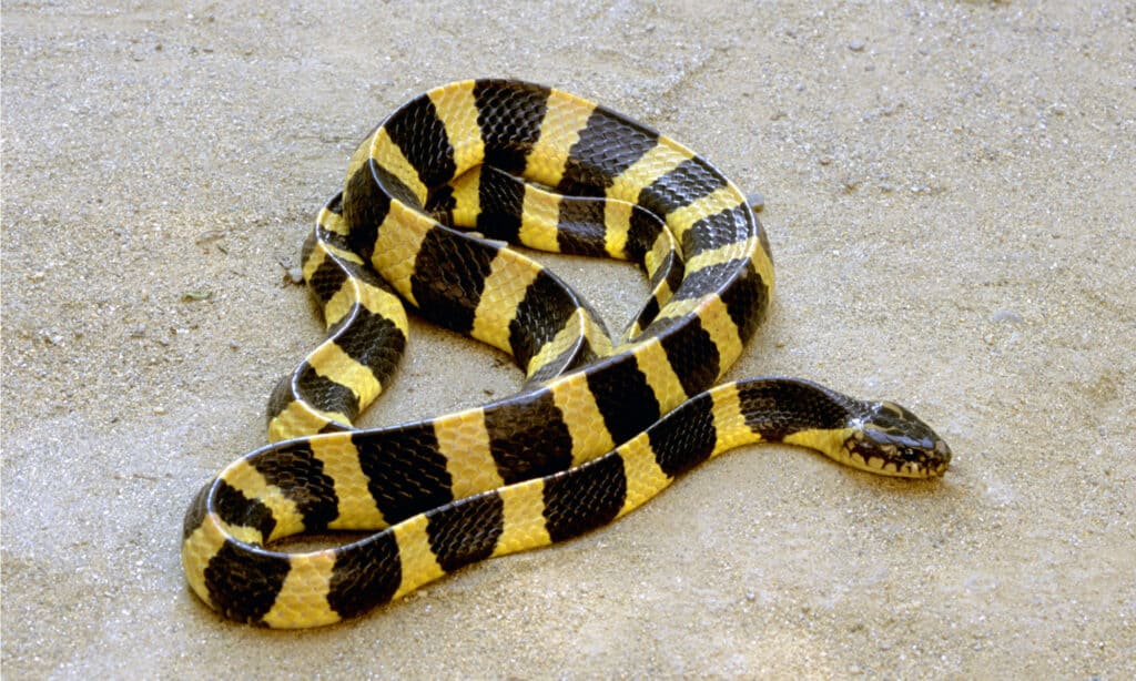 Most Venomous Snakes - Banded Krait