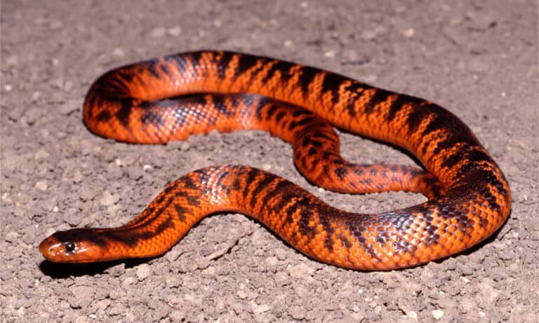 Collett’s snake on the ground