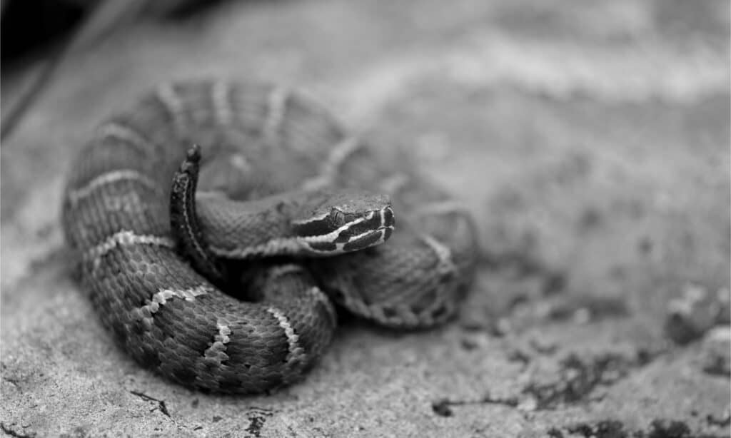 A juvenile ridge-nosed rattlesnake from southern Arizona.