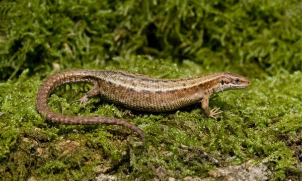 Are There Snakes in Ireland? - A-Z Animals