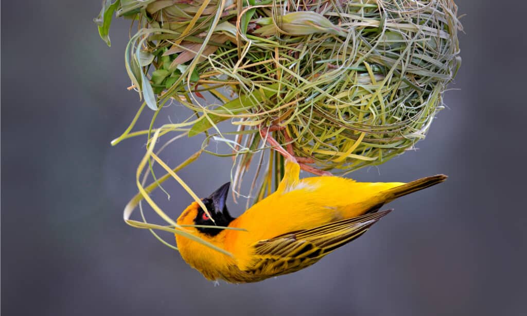 Weaver Birds, Birds, Animals