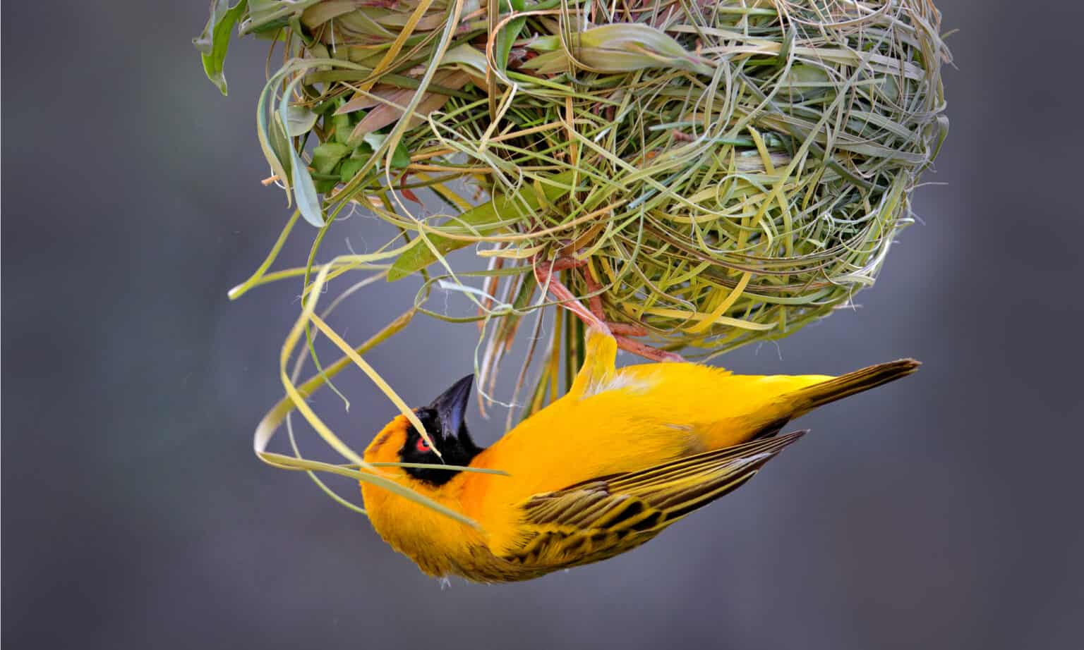 weaver-bird-facts-ploceus-cucullatus-a-z-animals