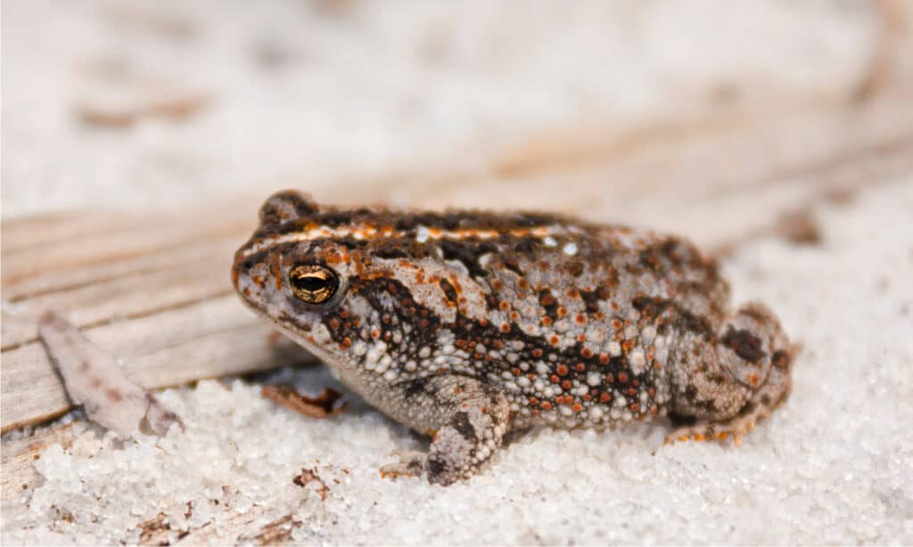 Oak Toad