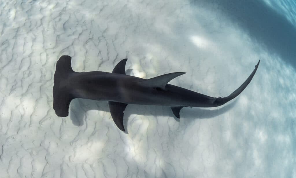 hammerhead shark