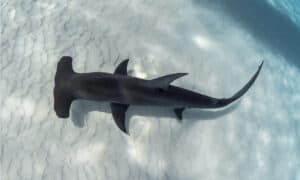 Intense Footage Captures Dozens of Sharks Fleeing a Hammerhead 10X Their Size Picture