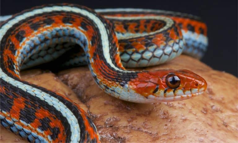 san francisco garter snake